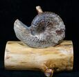 Hoploscaphites Ammonite With Custom Base - SD #16258-1